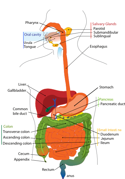 human digestive system diagram | Celebrity Gossip