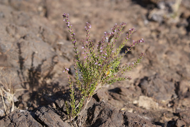 Micromeria teneriffae 03