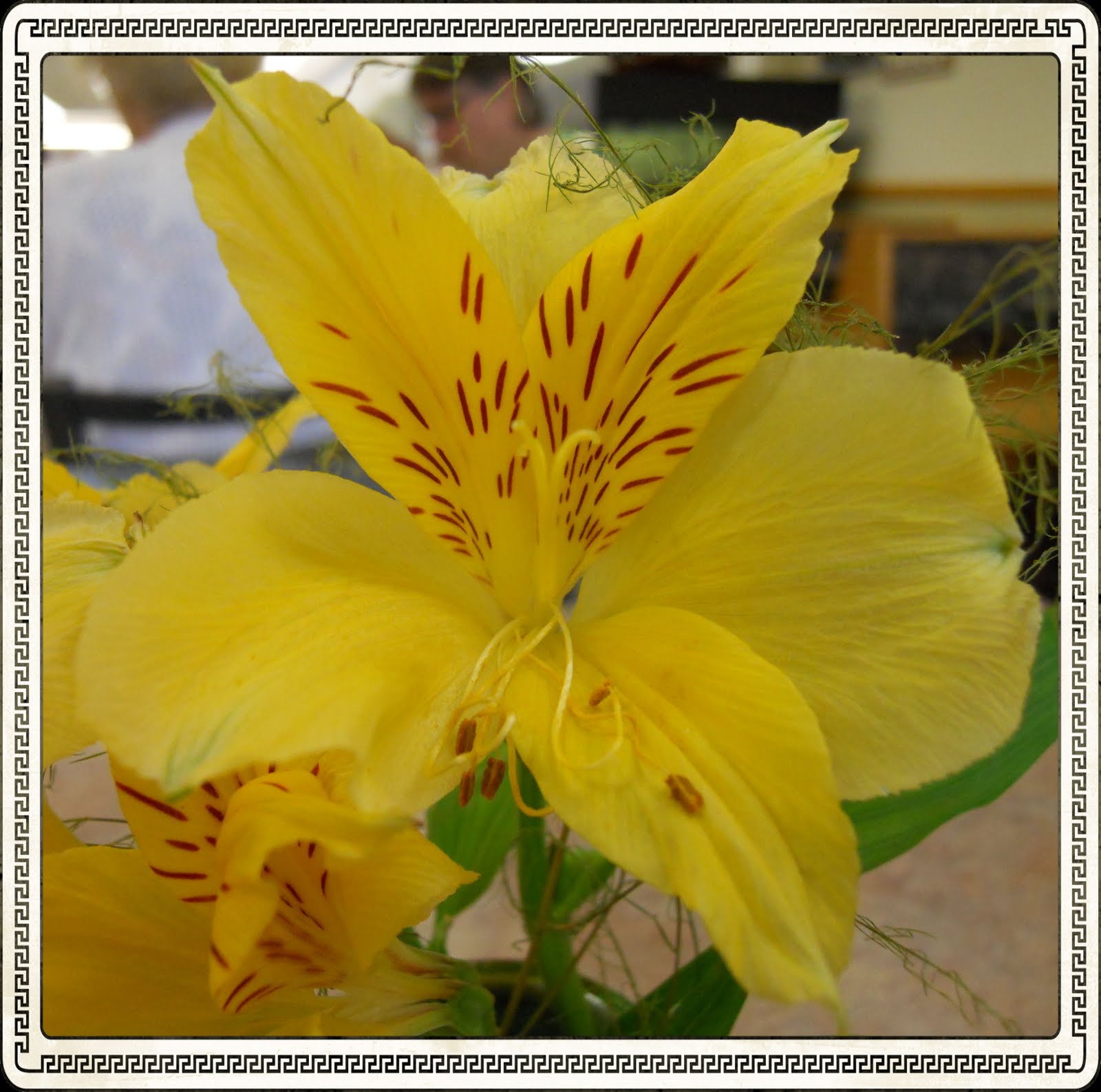 Day's View Photo 231 HyVee Flowers