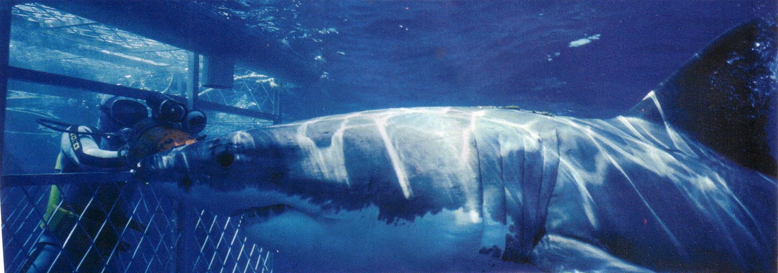 Tours of Africa: CAGE DIVE WITH GREAT WHITES - SOUTH AFRICA