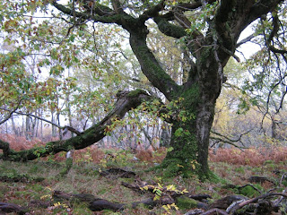 Talladale oak