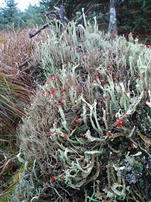 Lichen forest with Cladonia sulphurina
