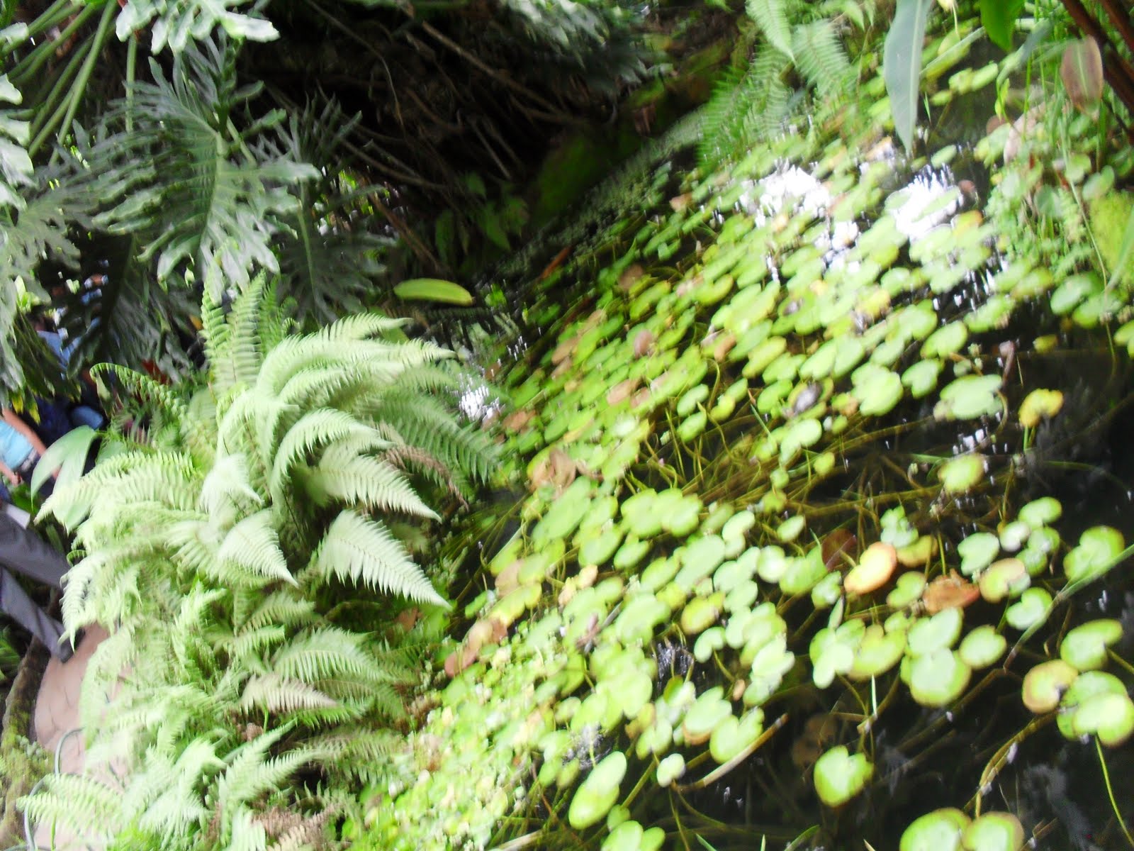 Reinos animal y vegetal SELVA HUMEDA TROPICAL