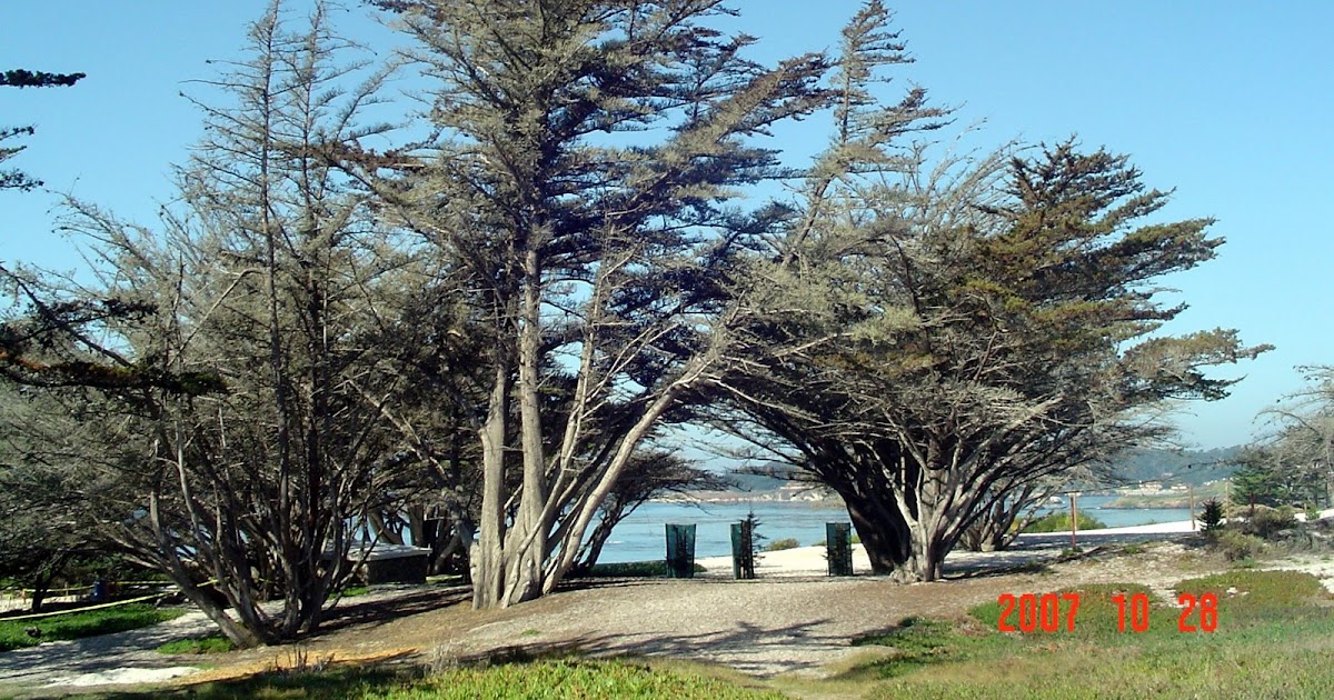 The CarmelbytheSea WATCHDOG! THE HERITAGE TREES OF CARMELBYTHESEA
