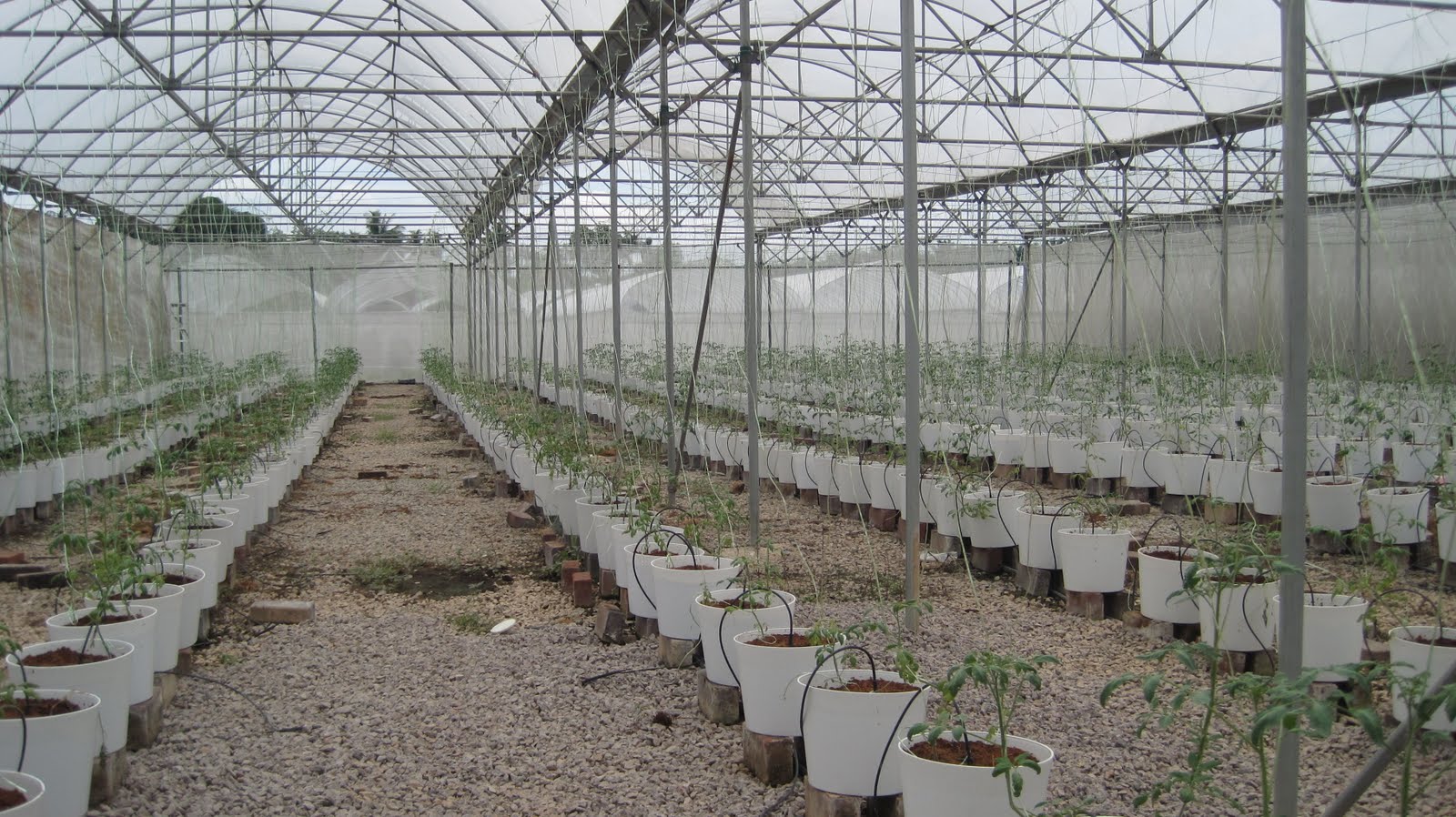 Info Agro.: FERTIGASI.