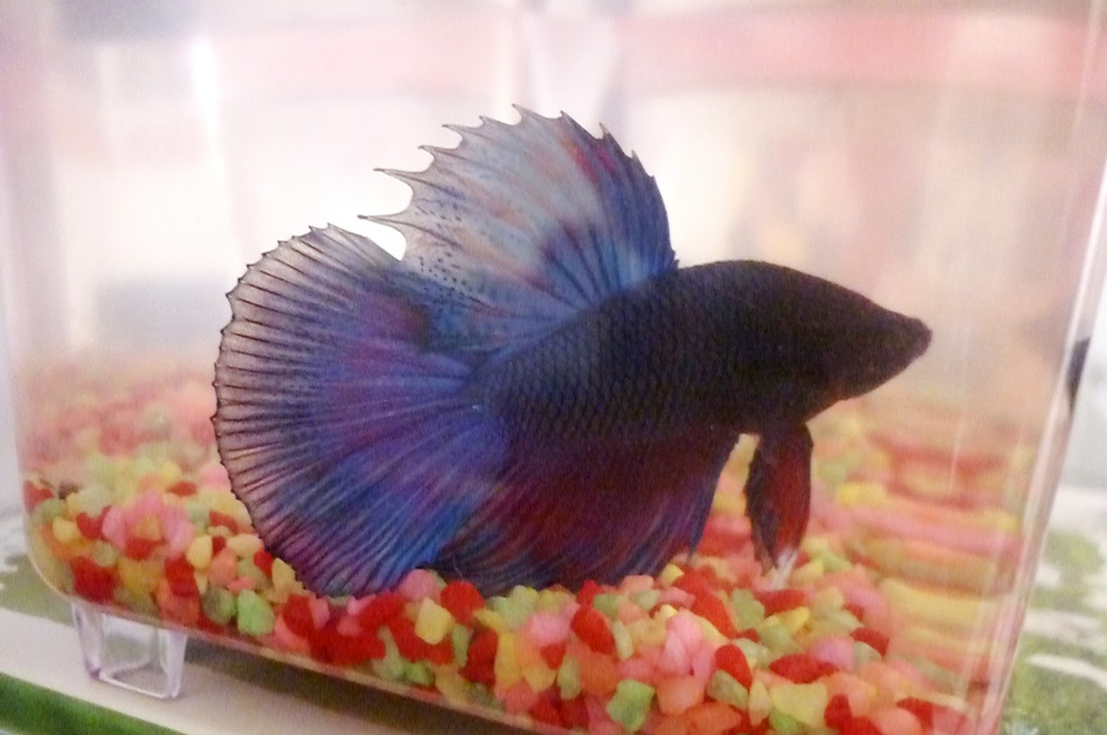 Geminian Ashley Betta Fish as Pets