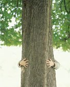 [tree.jpg]