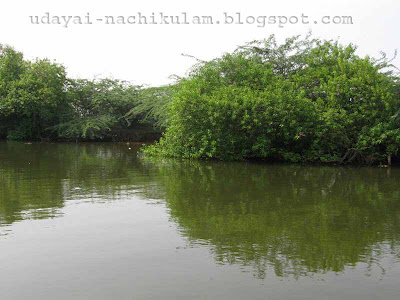 muthupet lagoon ~ nachikulam
