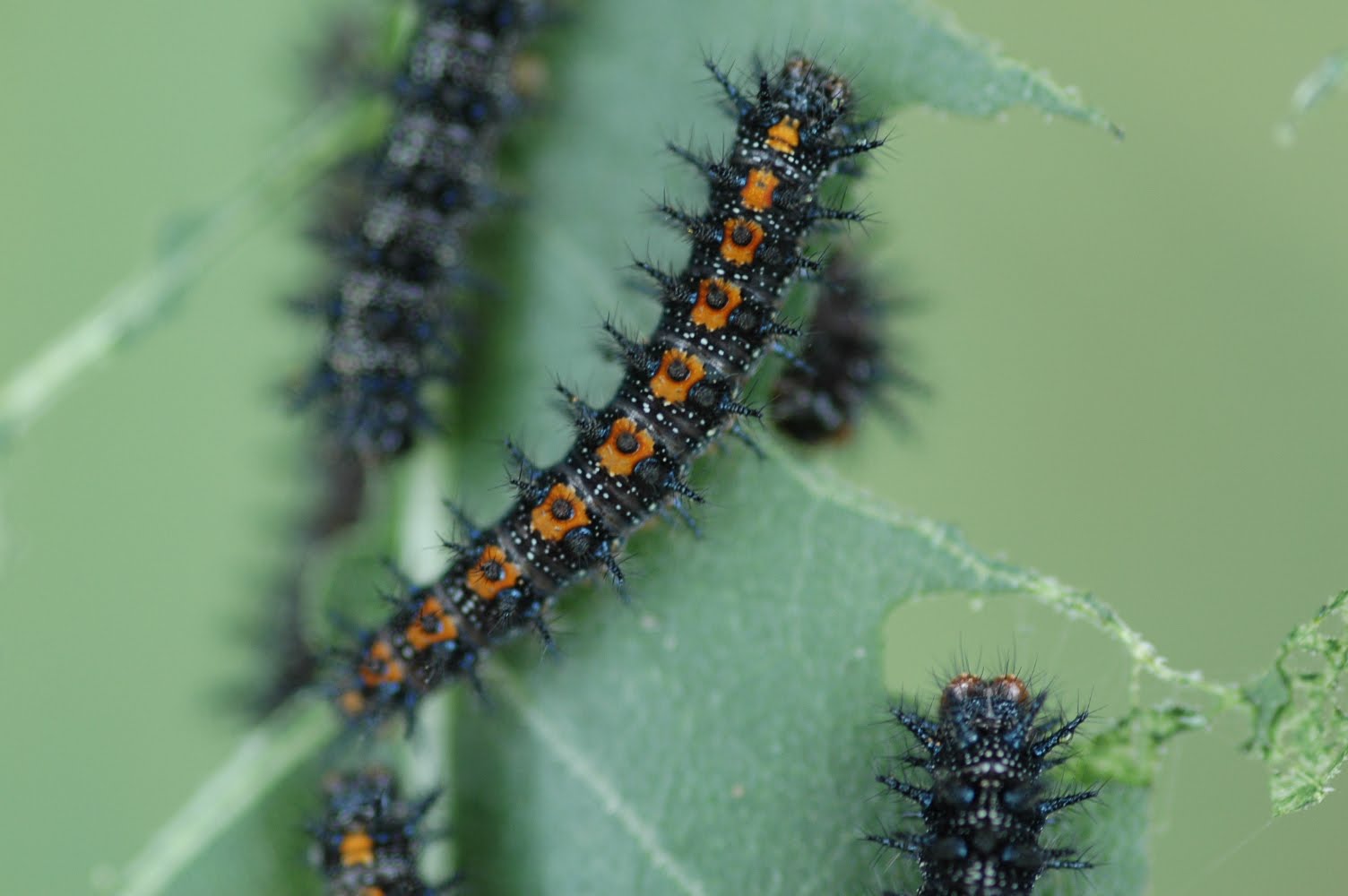 Window on a Texas Wildscape Chomping among the sunflower leaves