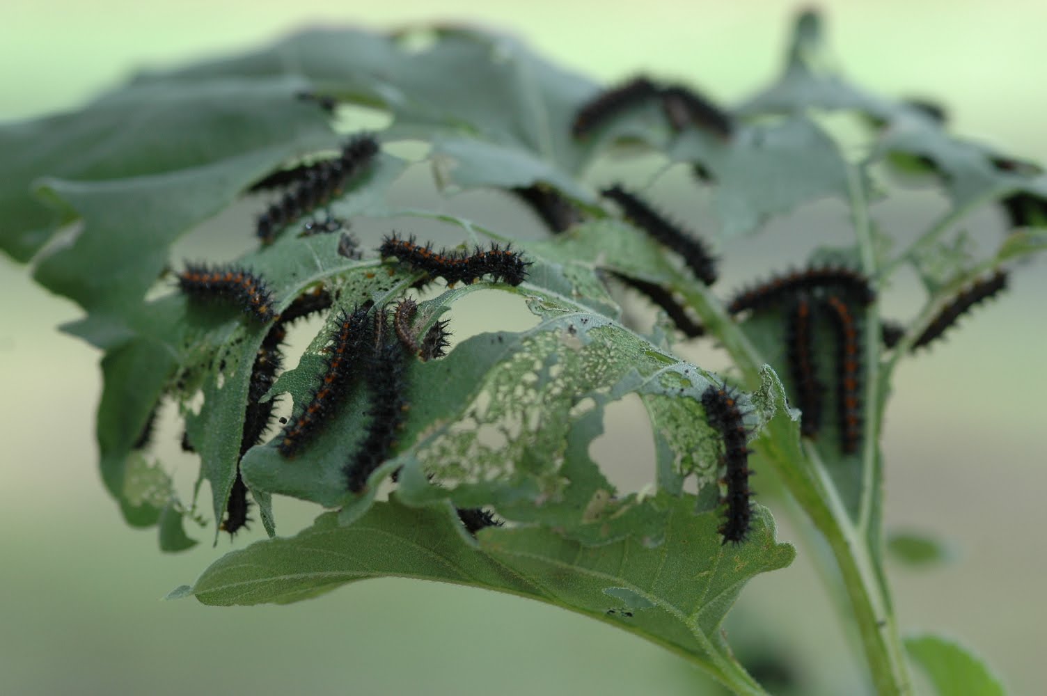 Window on a Texas Wildscape Chomping among the sunflower leaves