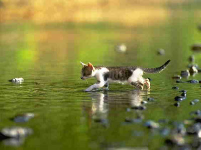 Cat Chasing Fish In Water........goes fishing