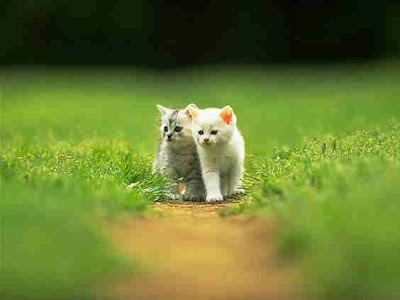 Photos of a Cute Cat Couple