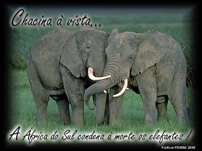 [elefantes.jpg]