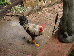 Perhaps this wicked rooster has absconded with these eggs and is holding them ransom!