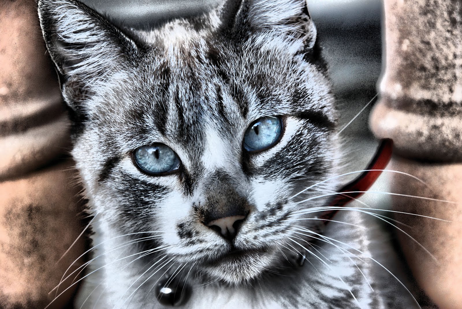 gato.JPG