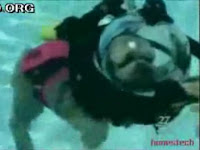 Scuba Diving Animals