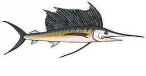Sailfish / Istiophorus platypterus