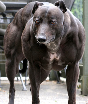 [perro_musculoso.jpg]