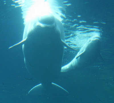 Baby Beluga--Vancouver Aquarium June 2009