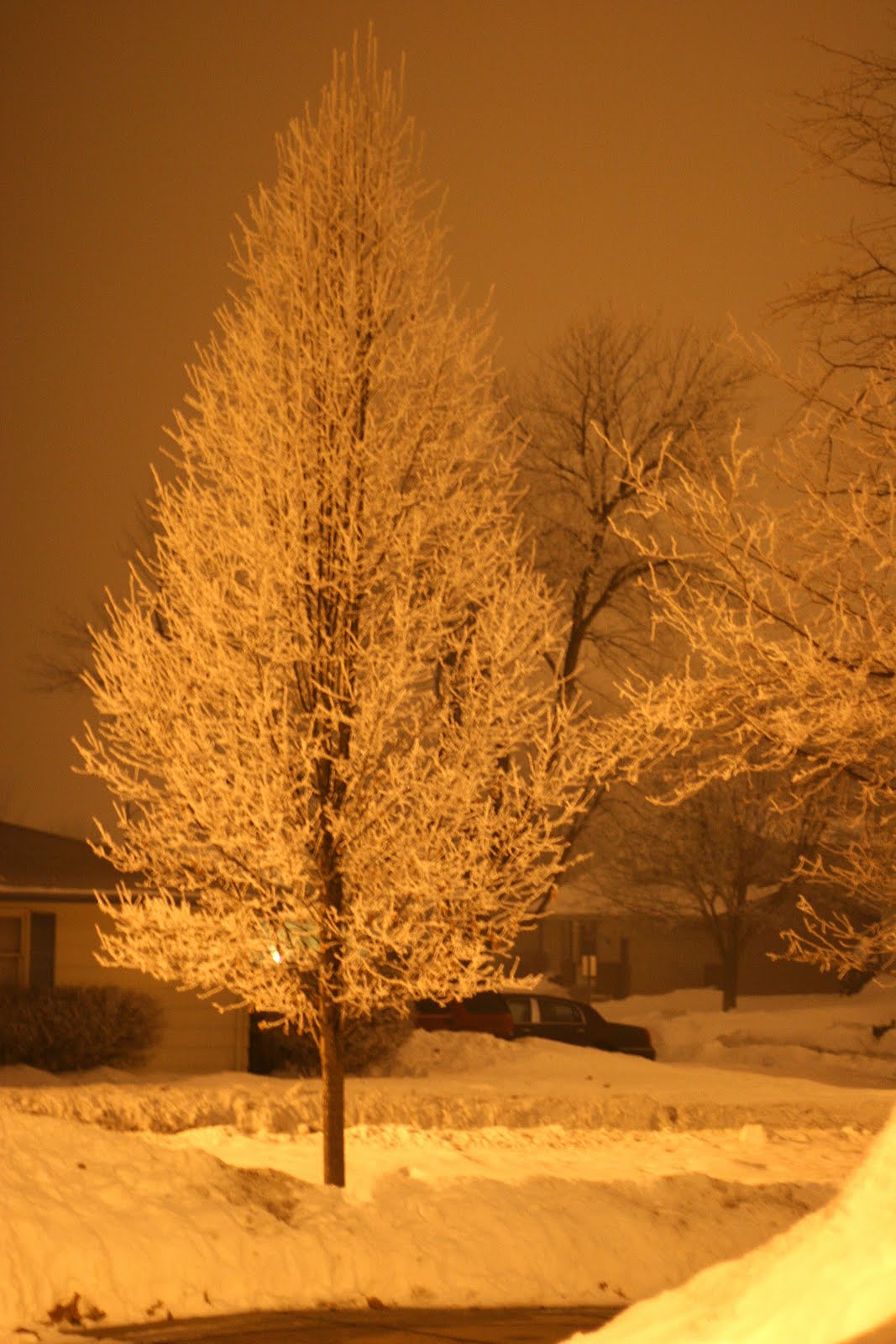 [frosted+tree.jpg]