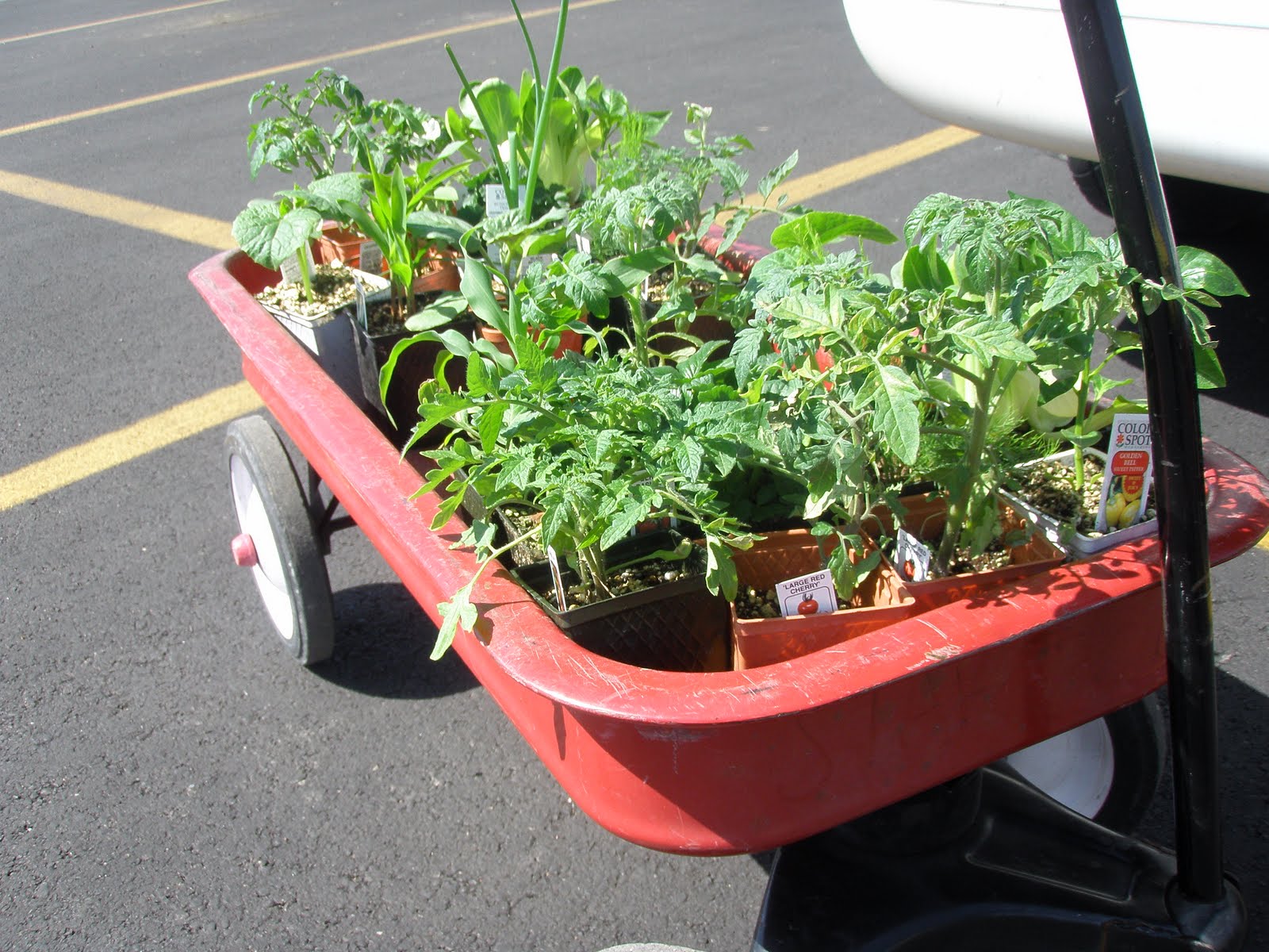 lovely-las-vegas-vegetable-garden