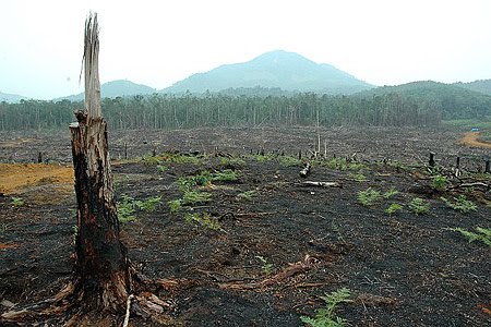Desecration caused by Palm Oil Plantation