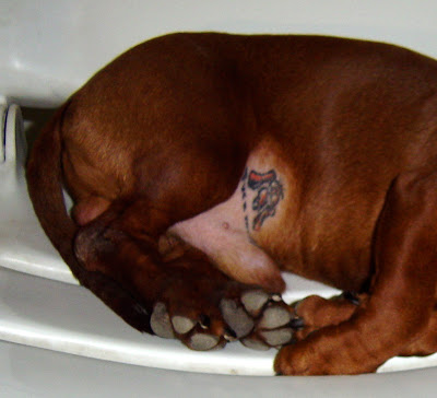 This little weenie dog has a tattoo right near his well you know