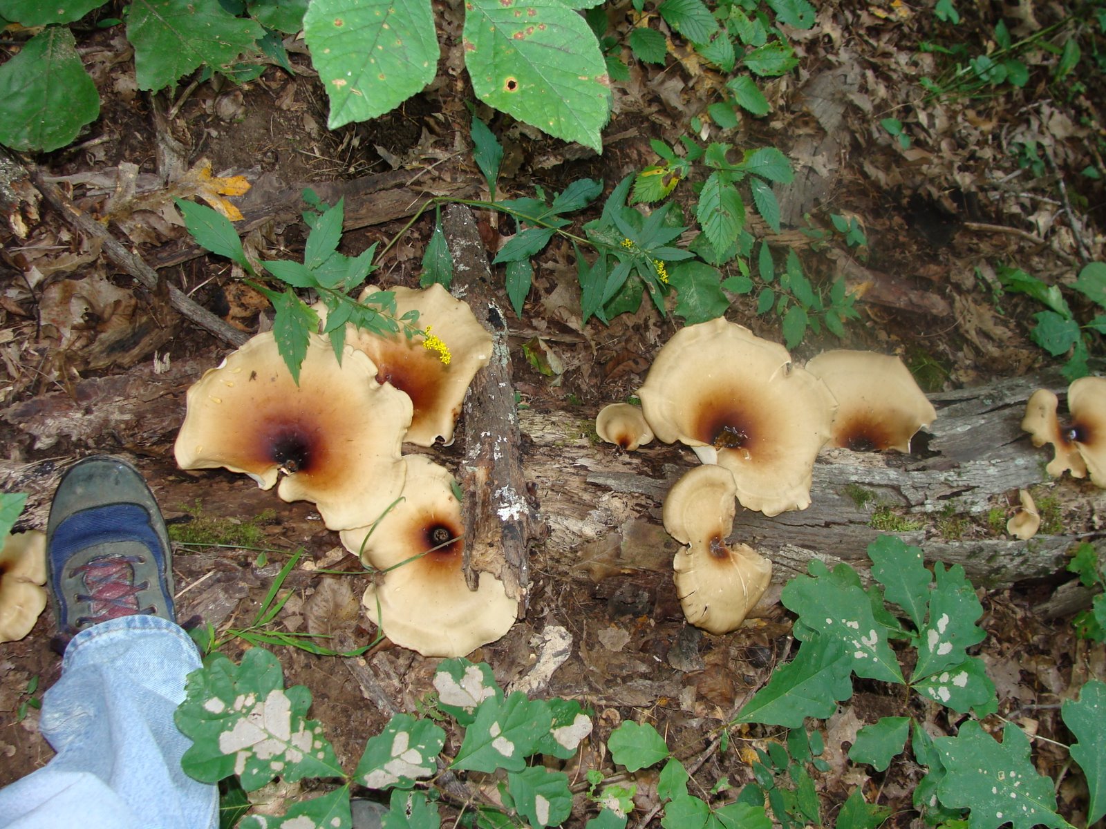 [More+unknowns+9-2-2009+4-59-46+PM+3264x2448.JPG]