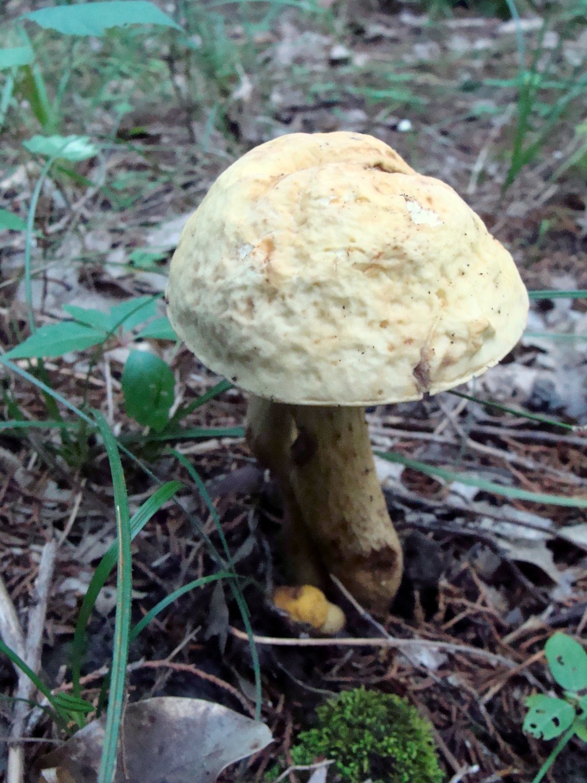 [Bolete+lumpy+8-29-2009+5-48-57+PM+2448x3264+2448x3264.JPG]