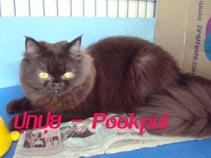 noti cats noti cats