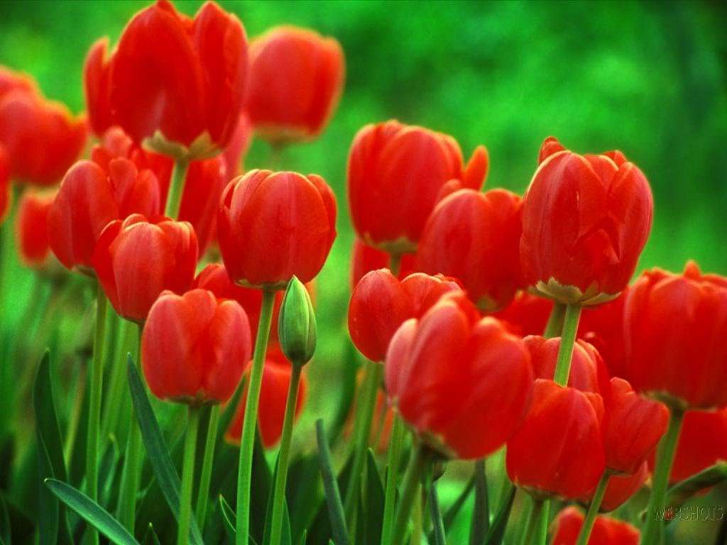 [tulipanes+rojos.bmp]
