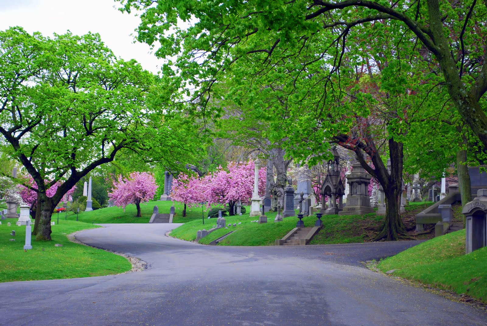 Mille Fiori Favoriti: Pink Saturday - Pink Trees