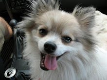 My Grand Dog Maurizio