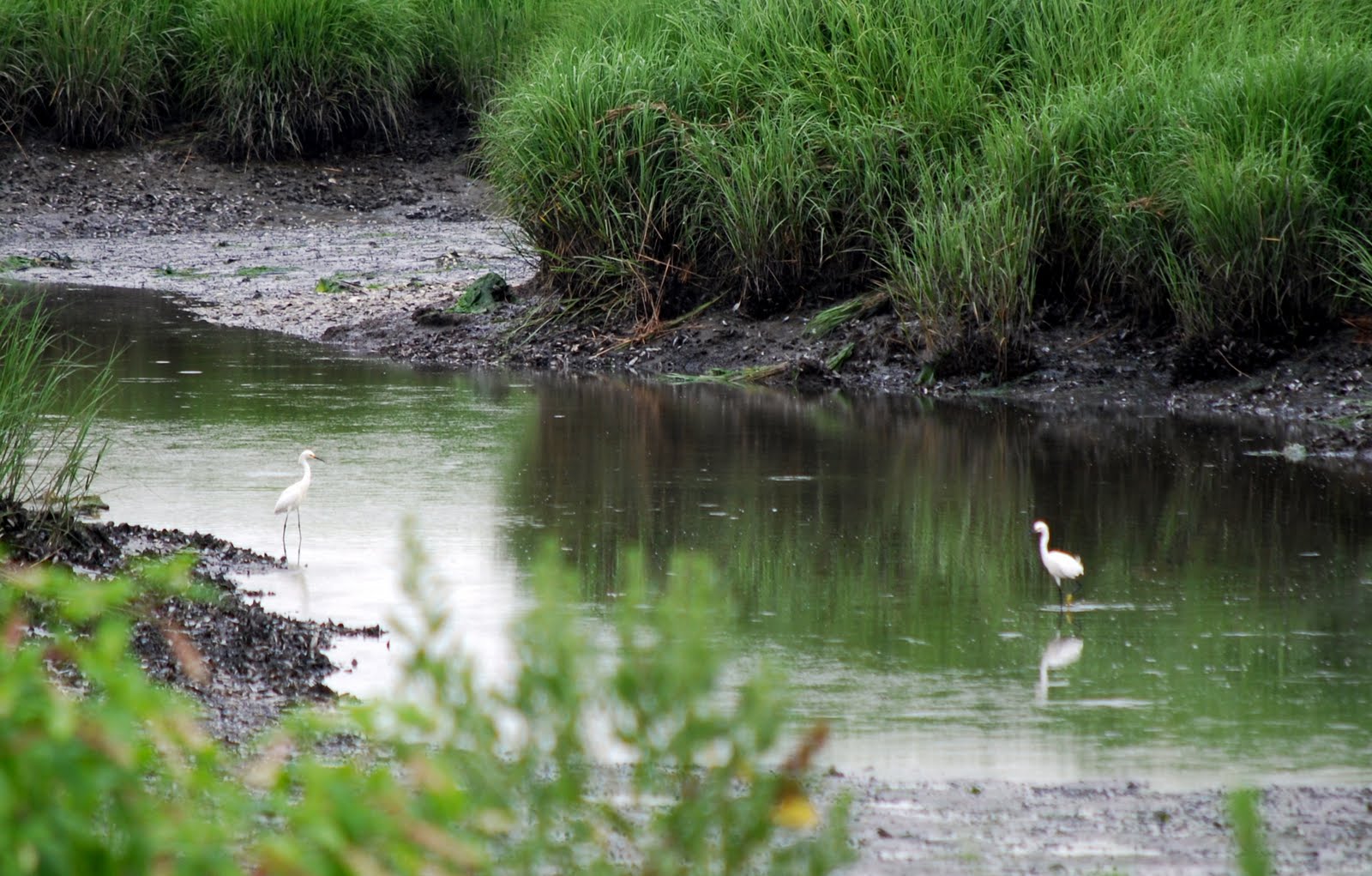 Mille Fiori Favoriti The Jamaica Bay Wildlife Refuge Visitors Center