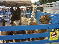 I got to see a petting zoo.