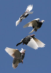 pigeon flyers pinoy fanciers domestic dedication passion philippines flying racing pigeons flight birds bird breeders