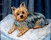 Pet Portrait Yorkshire Terrier