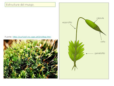 Blog de Diversificación: Estructura del musgo