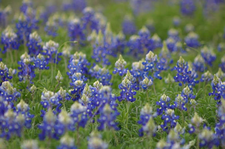 Texas Bluebonnets