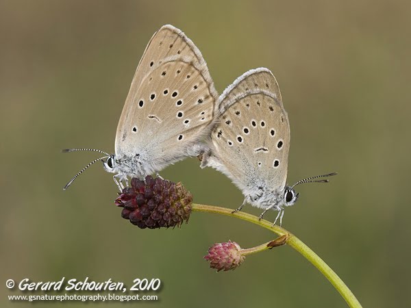 Gerard Schouten Nature Photography Butterfly Sex 