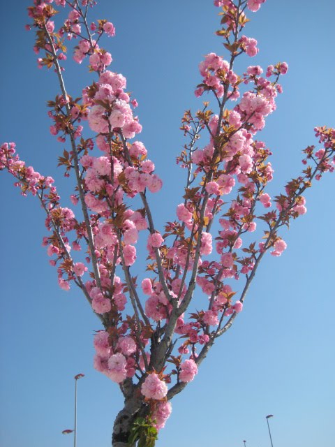 Donde quede alguna flor: PRUNUS SERRULATA (Cerezo japonés)