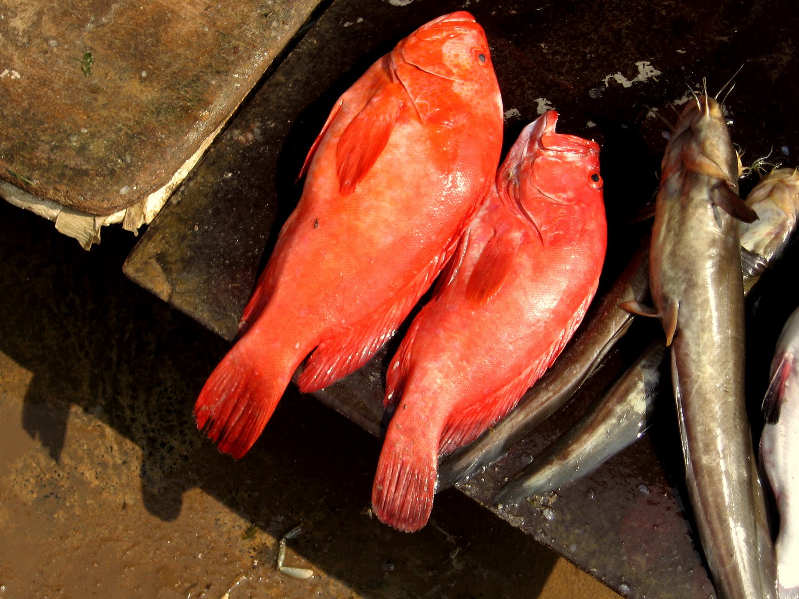 coastales: Pulicat lake - The million year old legacy