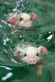 [when+pigs+swim.jpg]