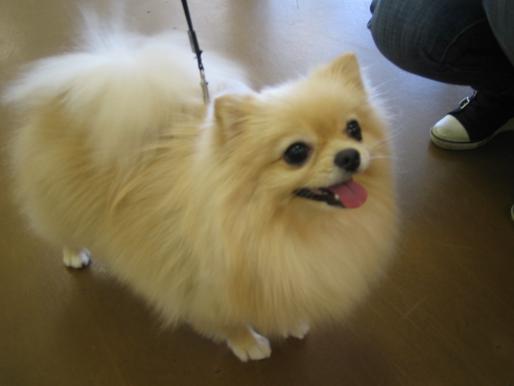 Venicepets TODAY S CUSTOMER ALLY POMERANIAN 