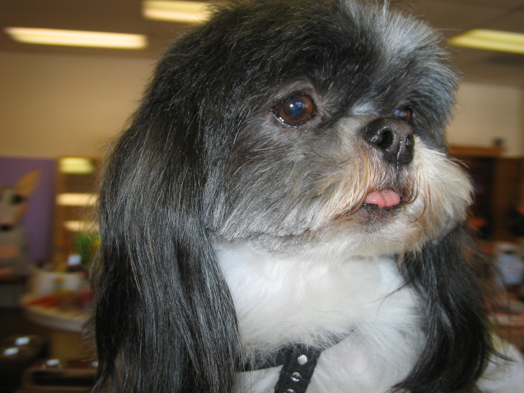 Venicepets TODAY S CUSTOMER GABBY SHIHTZU 