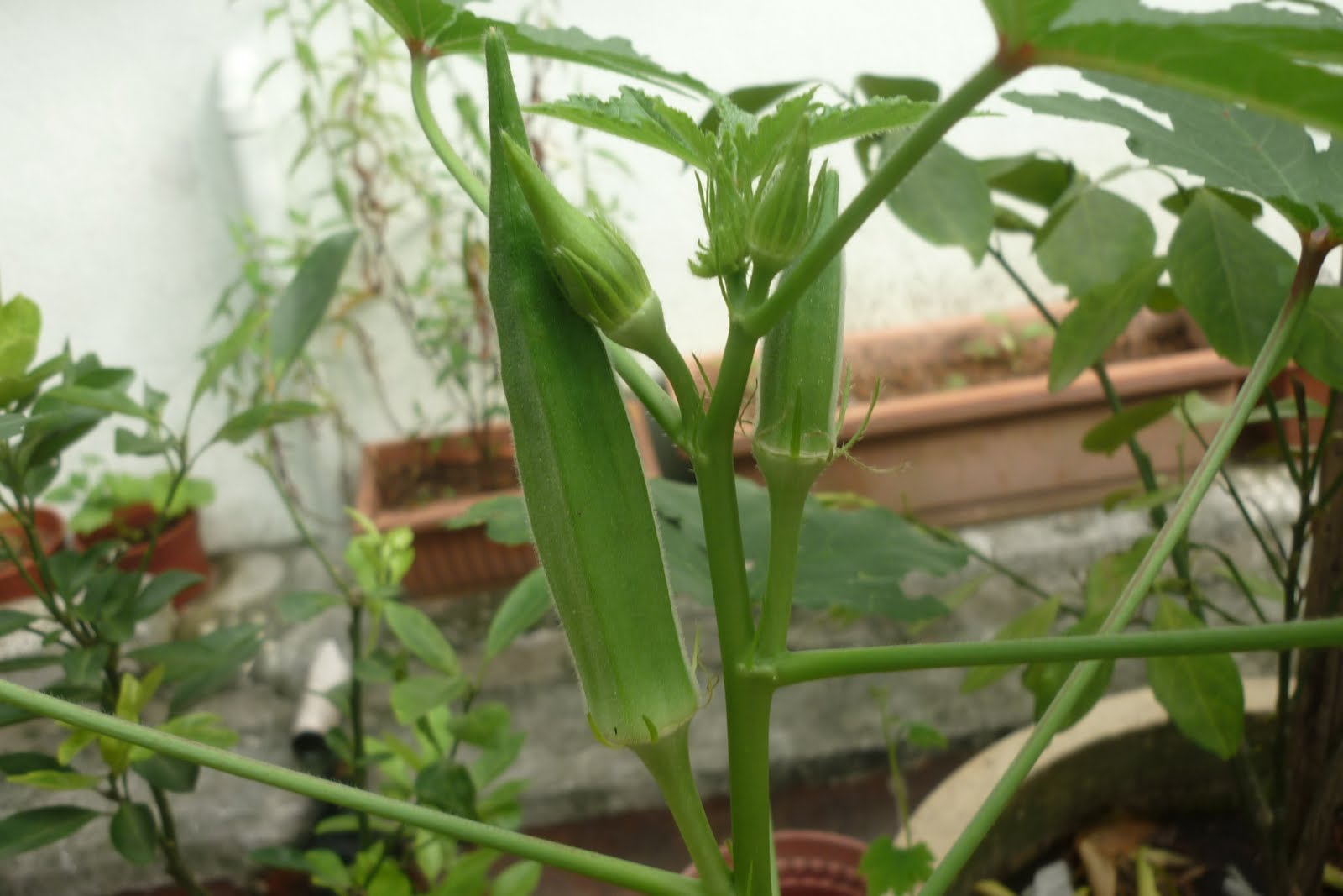 My Little Potted Garden Ladies Fingers