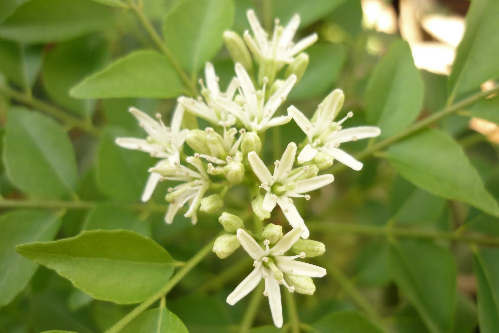 My Little Potted Garden Pretty Blooms From My Curry Leaves Plant