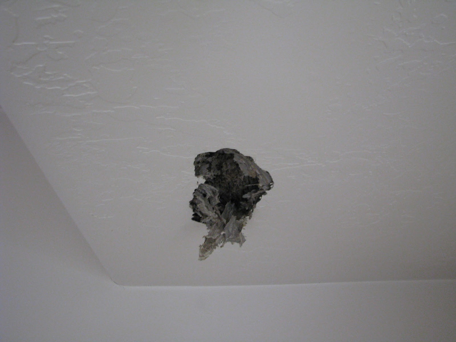 Sticks and Stones Home Decor Wasps are eating my house