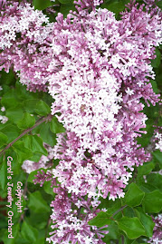 Spring Lilacs in May