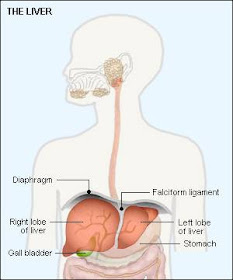 Liver Cancer Symptoms Sign Ribbon cells Horoscope Symbol Tattoos Research Zodiac Sign Ribbon Tattoos Liver Cancer Symptoms Sign Ribbon cells Horoscope Symbol Tattoos Research Zodiac Sign Ribbon Tattoos